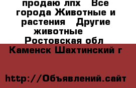 продаю лпх - Все города Животные и растения » Другие животные   . Ростовская обл.,Каменск-Шахтинский г.